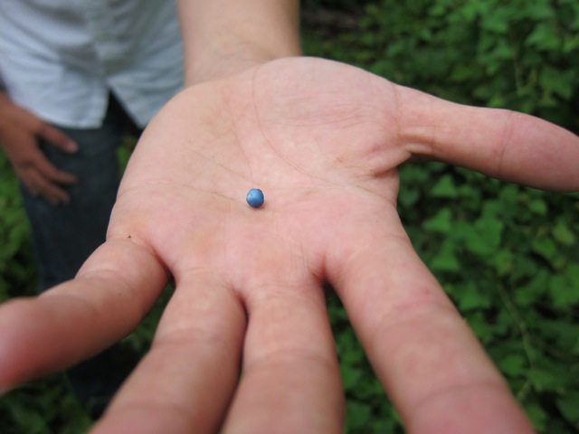 mile a minute vine berry